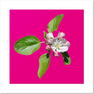 Apple blossom Posters and Art